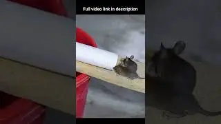 Easy Mouse/Rat Trap Bucket #shorts #mousetrap