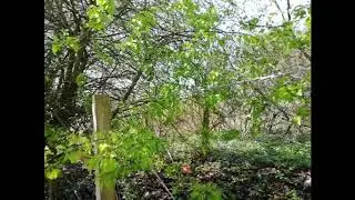 Bird Song Quiz 10