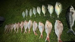 Fishing Mission Tauranga New Zealand