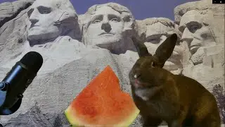 Rabbit Eats Watermelon Then Takes a Bath ASMR