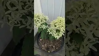 Метельчатая гортензия Стар Роуз.