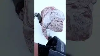 Щука трофей 