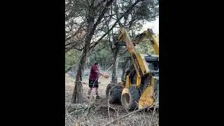 Cedar tree vs. power lines, what could go wrong??
