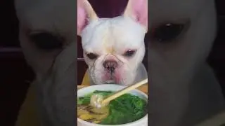Have Yourself A Furry Little Christmas 🫶🎄🐈🐕🦝🦆🐓#shorts #funny #trending