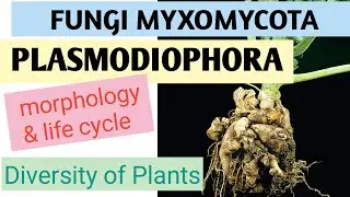 Plasmodiophora Urdu lecture for BS(Botany, Zoology, Chemistry)