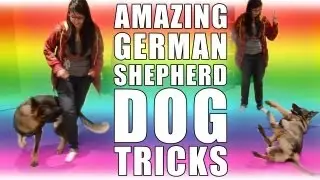 Amazing German Shepherd Dog Tricks!