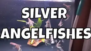 The Graceful Charms of Silver Angelfishes: A Serene Oasis in the Planted Aquarium
