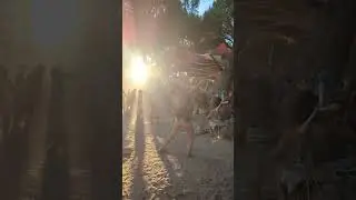 Zna Magical Vibe _ Portugal