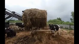 Кормим скотину! Немного из жизни в деревне... МТЗ_82