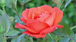 'Birthday Roses'
