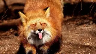 Call Of The Wild -New England Mountains- Ep.4 - A Thousand Words, Red Fox Need Zone Mission