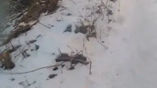 местные просторы