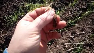 состояние пшеницы по  No-Till  19.03.2019