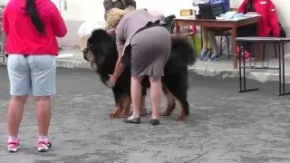 Тибеты на Всероссийской выставке собак всех пород