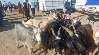 ЭЧКИ УЛОК ТАКА САРКАЛАР АРЗОН БУЛДИ КАРШИ КАРВОН МОЛ БОЗОРИДА