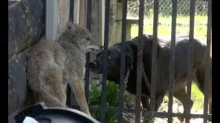 Dog Confronts Cornered Coyote!!!