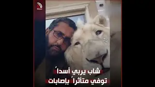 أسد يفترس صاحبه أثناء جلسة تدريب