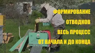 Формирование пчелиных отводков весной