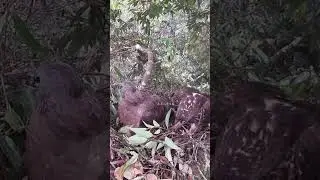 Honey Buzzard, Eagle mother only brings a string of leaves home every time蜂鹰，鹰妈妈不负责觅食，每次回家只带一串树叶