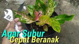 Merawat Aglounema Tumbuh Subur Dan Cepat Beranak