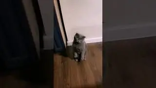 дворянской породы😹 