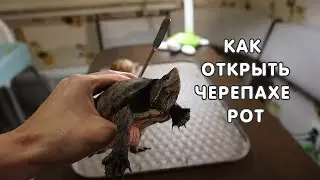 Как открыть рот черепахе