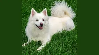 Serene Tail Wagging Reflections