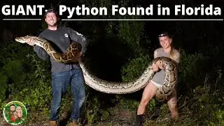 Giant Python found in Florida