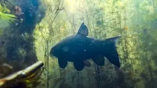 Search for bream and beautiful rafting.