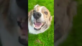Stray dog finds his home politely