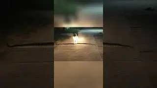 Dog Didn't Notice and Stepped on Python