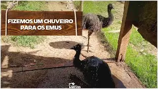 We made a shower for the EMUS to COOL DOWN.