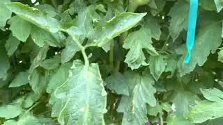 Garden update