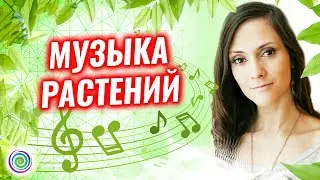 Музыка растений и забытые технологии в Даманхуре