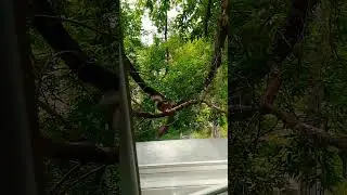 Дусенька пришла покушать#2024#белка#squirrel#animals