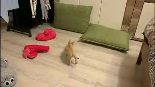 Моя маленькая львица,  духом Льва!!!