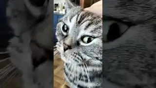 Можно экономить на кошке ? #мотик #diy #мася #cat #смешныеживотные #юмор #pets