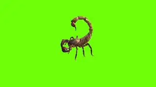 Left side walking scorpion green screen।cartoon green screen।scorpion green screen।ostad animation