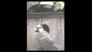 The small Blue tits movie ends with Juniors spectacular finale.