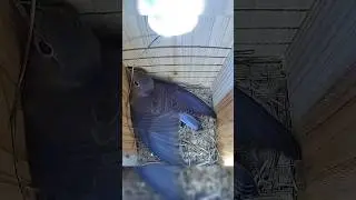 Birds work so hard to build the perfect nest! 🪹🐦 #bluebirds #birds #nature #birdnest #nest
