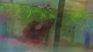 Просто рыбки