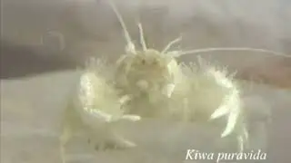 02 Пушистый Кива