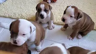 AKC Staffordshire Bull Terrier puppies playing 27 days old