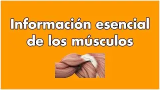 Músculos - LO QUE TIENES QUE SABER