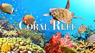 Coral Reef 4K Ultra HD • Stunning Footage Coral Reef, Scenic Relaxation Film with Calming Music.