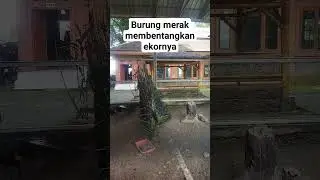 Penampakan burung merak membentangkan ekornya😱‼️ #shorts