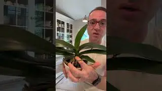 Are you getting varied results with your orchids reblooming off the old flower stalk? #orchid