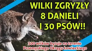 Wilki zagryzają psy w Jaksmanicach | Mieszkańcy czują się zagrożeni!