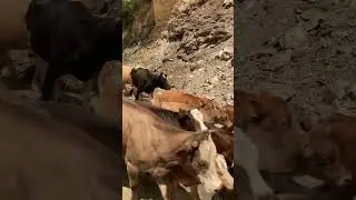Кавказ . Кабардино Балкария 💖