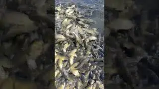 Так рыба «курит»! Срочно надо разселять!